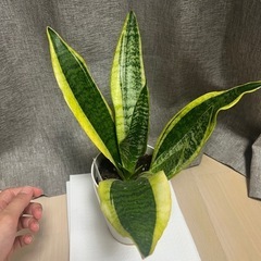 サンスベリア⭐︎観葉植物の画像