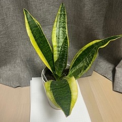 サンスベリア⭐︎観葉植物の画像