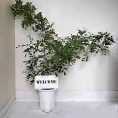 🌿爽やかに甘く香るゲッキツ1M/シルクジャスミン/ギキチャ〜/観葉植物🌿の画像