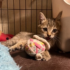 人懐っこい1ヶ月の子猫ちゃん