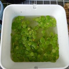 水草　アマゾンフロッグピット　容器いっぱいの画像