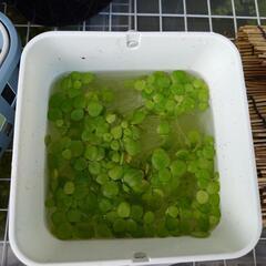 水草　アマゾンフロッグピット　容器いっぱいの画像