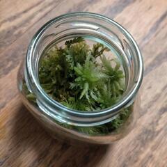 苔テラリウム スクールキット 10個まとめ売り コケ＆赤玉土 の画像