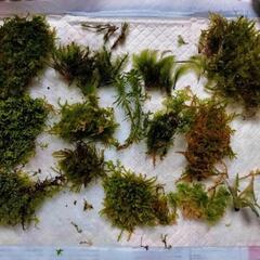 苔テラリウム スクールキット 10個まとめ売り コケ＆赤玉土 の画像