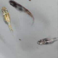 メダカの無人販売　8月15日16日17日　【翔瑛めだか】の画像