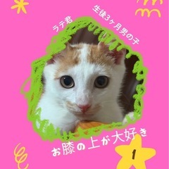 🩷ラテ君トライアル中🩷