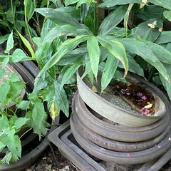 盆栽鉢などの画像
