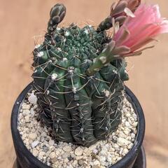 サボテン　ギムノカリキウム　緋花玉の画像