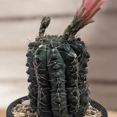 サボテン　ギムノカリキウム　緋花玉の画像
