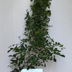 🌿爽やかに甘く香るゲッキツ1M/シルクジャスミン/ギキチャ〜/観葉植物🌿の画像