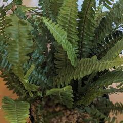 観葉植物　タマシダの画像