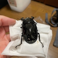 タランドゥスオオツヤクワガタペアの画像