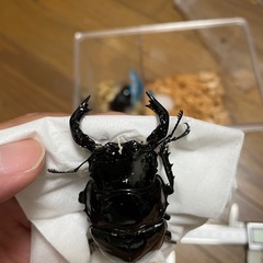 タランドゥスオオツヤクワガタペアの画像