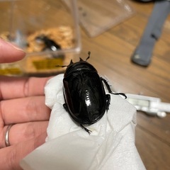 タランドゥスオオツヤクワガタペアの画像