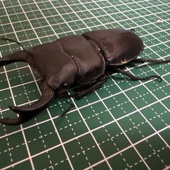 【新成虫】オオクワガタ♂（73.0mm）-01の画像