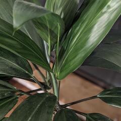 観葉植物　ドラセナの画像