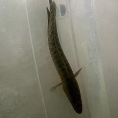 水槽を譲って下さい。