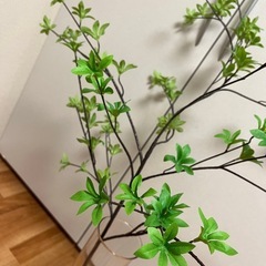 IKEA ドウダンツツジの画像