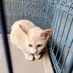 譲渡会参加　ベージュくん