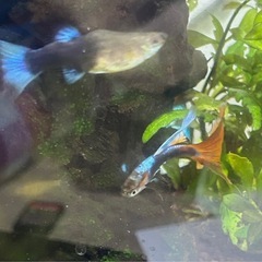 グッピー稚魚 10匹の画像