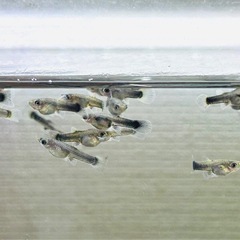 グッピー稚魚 10匹の画像