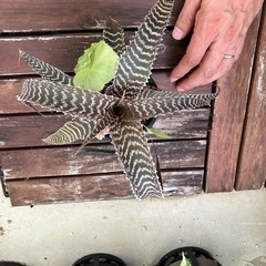 クリプタンサス 観葉植物の画像