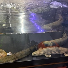 ポリプテルス　コンゴ産コンギクスの画像