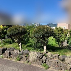 庭木　庭石　土　お譲りします。の画像