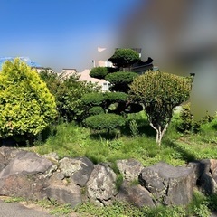 庭木　庭石　土　お譲りします。の画像
