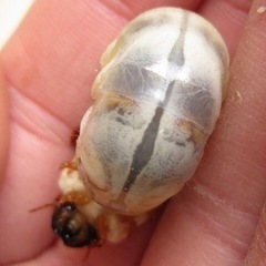 ツシマヒラタクワガタ幼虫♀5匹の画像
