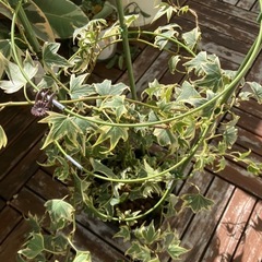 へデラ　観葉植物の画像
