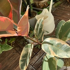 フィカスルビー 観葉植物の画像