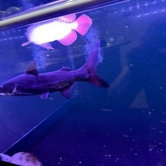 パーテーホ×レッドテール　ハイブリッドの画像