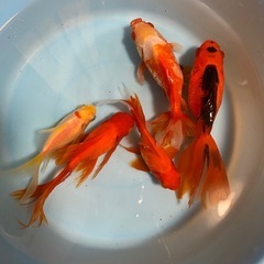 金魚🐠5尾②の画像