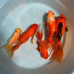 金魚🐠5尾②の画像