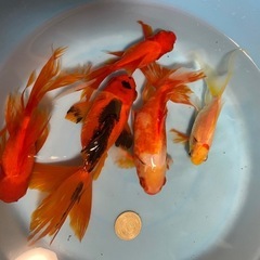 金魚🐠5尾②の画像