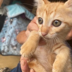 野良猫、里親募集します。