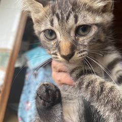 里親さん募集します。