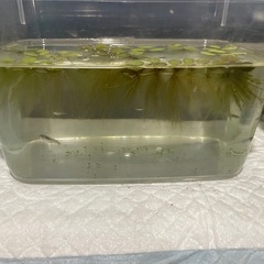 メダカ5匹+水草7個の画像