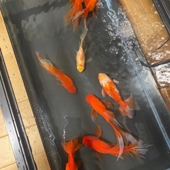 金魚🐠8尾①の画像