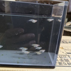 サボラメダルマ 10匹　2000円の画像