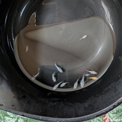 サボラメダルマ 10匹　2000円の画像