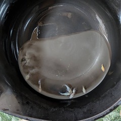 サボラメダルマ 10匹　2000円の画像