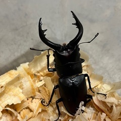 ①ノコギリクワガタ♂(水牛)の画像