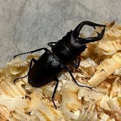 ②ノコギリクワガタ♂(水牛)の画像