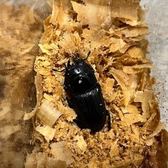 オオクワガタ　1ペアの画像