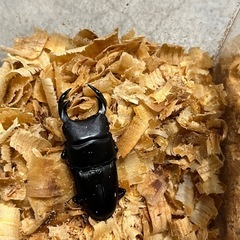 オオクワガタ　1ペアの画像