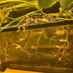 60センチ水槽&水槽台
の画像