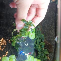 ブセファランドラ　水草の画像