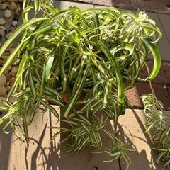 オリズルラン　観葉植物　ポニーテールの画像